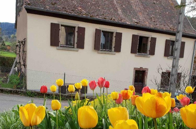 Petit Week End Dans La Vallee Breitenbach-Haut-Rhin Kültér fotó