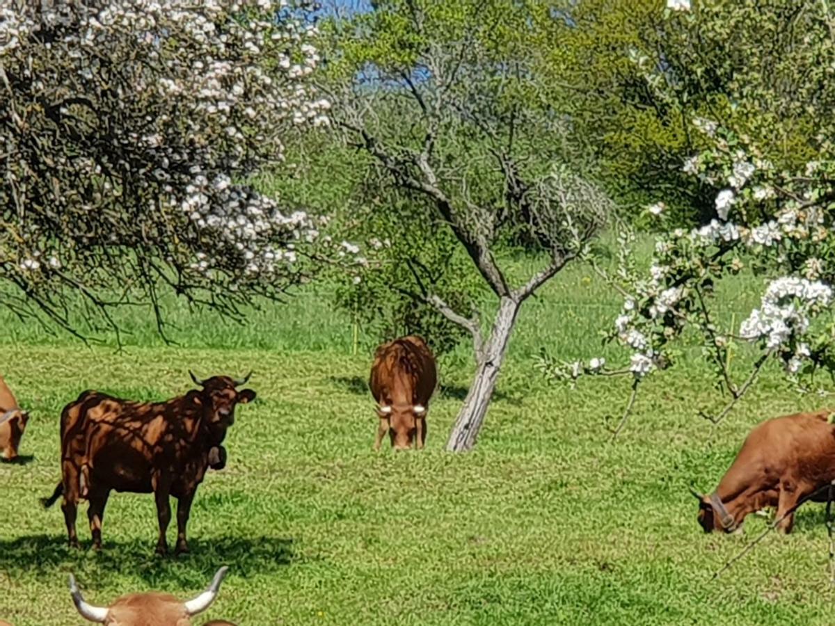 Petit Week End Dans La Vallee Breitenbach-Haut-Rhin Kültér fotó